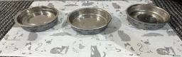 Mixed Breed cats for sale: Simba  - Advert 10