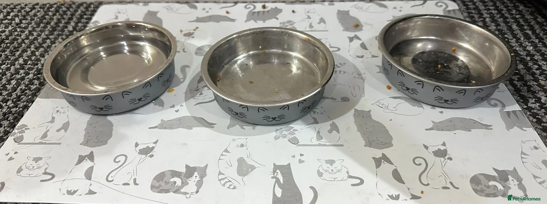 Mixed Breed cats for sale: Simba  - Advert 10