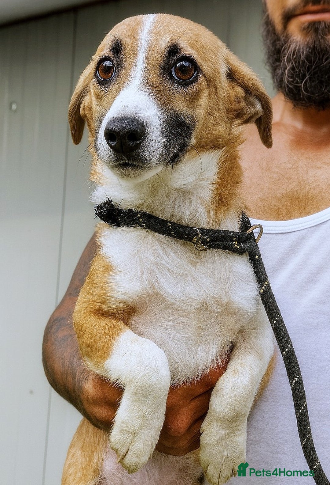Mixed Breed dogs for adoption: 🐾 Rosie – a tiny sweetheart longing for love ❤️ - Advert 1
