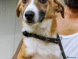 Mixed Breed dogs 🐾 Rosie – a tiny sweetheart longing for love ❤️ - Advert 2