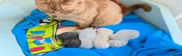 British Shorthair cats for sale: Beautiful Litter - Advert 8