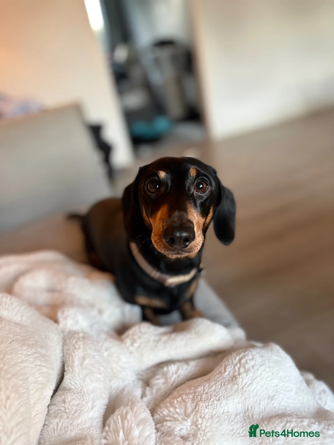 Miniature Dachshund dogs for stud: Miniature Daschund for Stud in Kirkliston - Advert 2