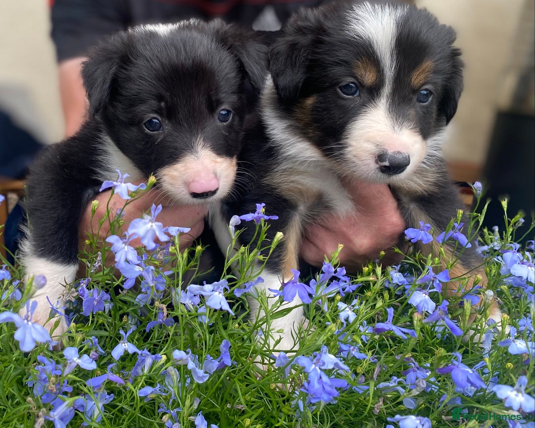 Border Collie dogs for sale: Rosie’s Collie Pups - Image 7