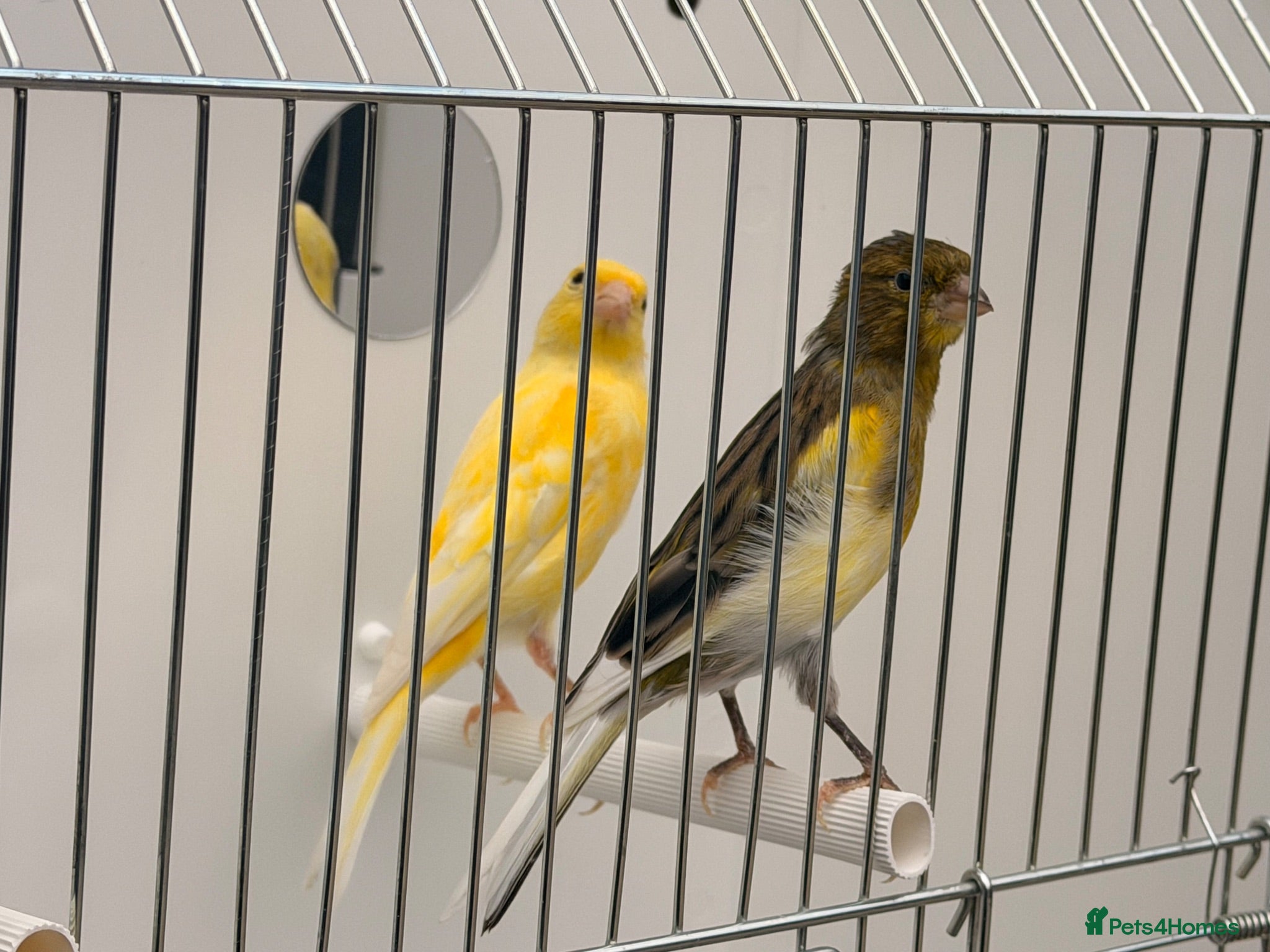 Canaries birds x2 males canary’s available this year birds  - Advert 8