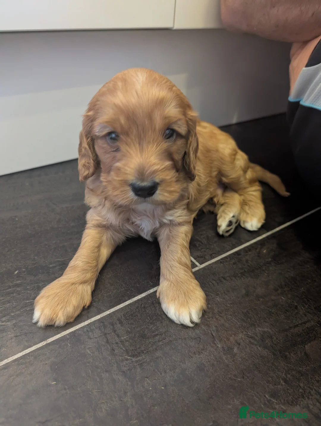 Cockapoo dogs for sale: 🐾 Cockerpoo Puppies 1 Male & 1 Female 🐾 in Saltash - Advert 7
