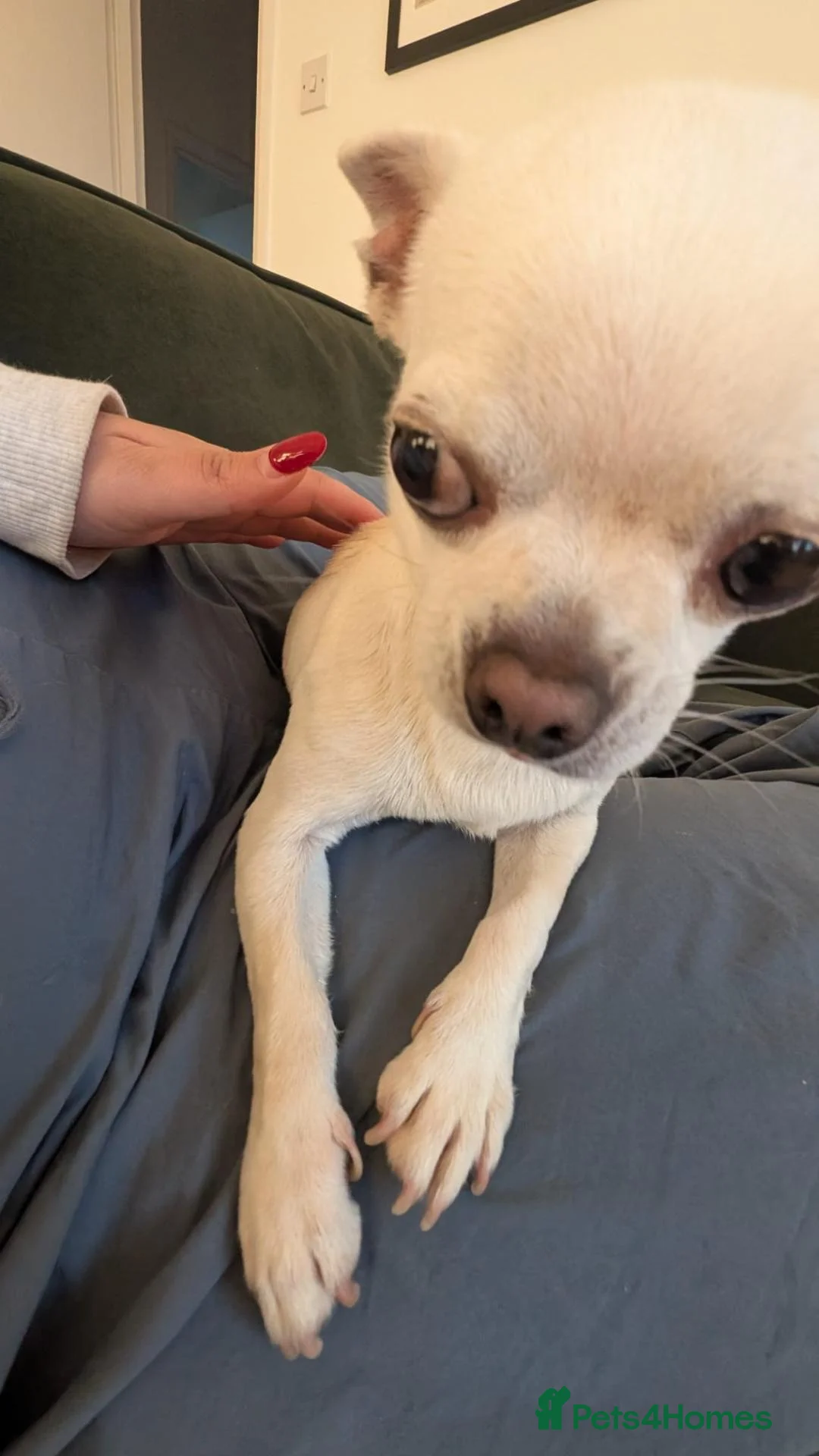 Chihuahua dogs for sale: Benny the Chihuahua! - Advert 5
