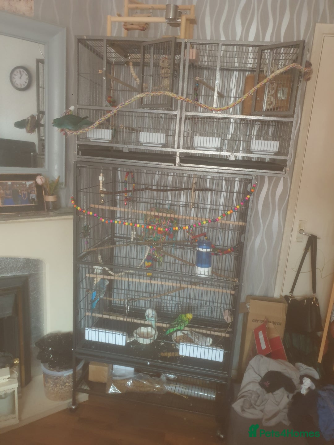 Budgerigars birds for sale: Semi tame female kakariki and 4 show budgies - Image 5