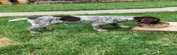 German Shorthaired Pointer dogs for sale: German Shorthaired Pointer pups for sale in Milnthorpe - Advert 6
