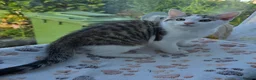 Mixed Breed cats for sale: OFFER! Beautiful playful kittens  - Advert 4