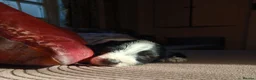 Lurcher dogs for sale: Soppy Bedlington Whippet lurcher puppies  - Advert 28