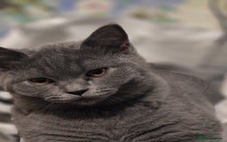 British Shorthair cats for sale: British shorthair  - Image 40