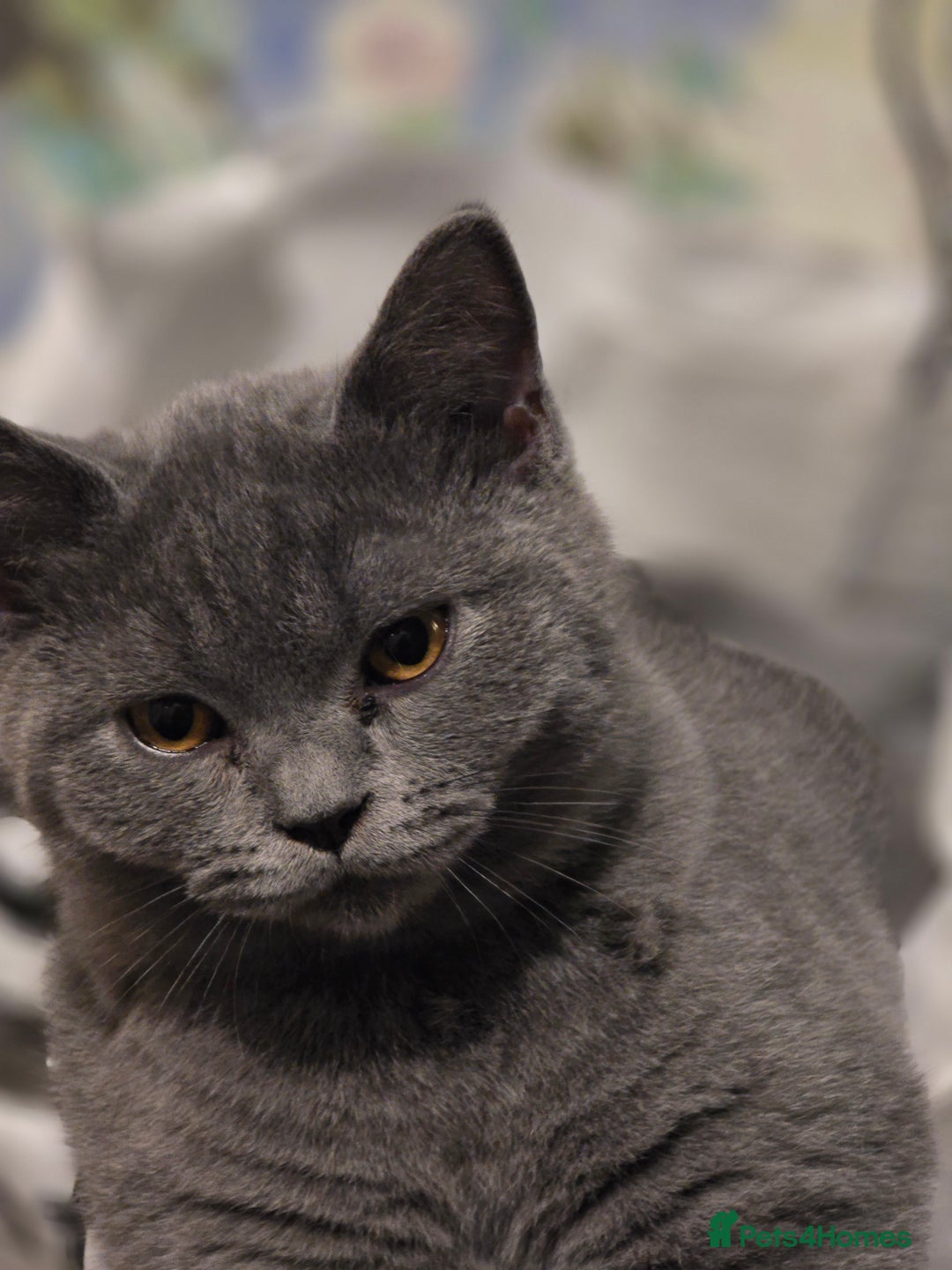 British Shorthair cats for sale: British shorthair  - Image 40