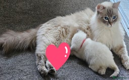 Ragdoll cats for sale: Lilac lynx ragdoll so special - Image 12