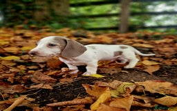 Miniature Dachshund dogs for sale: Quality mini dachshund puppies 💜 - Image 9