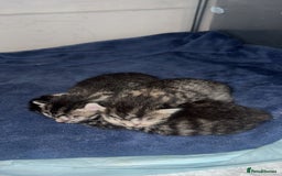 Bengal cats for sale: Bengal/Tabby - Image 3