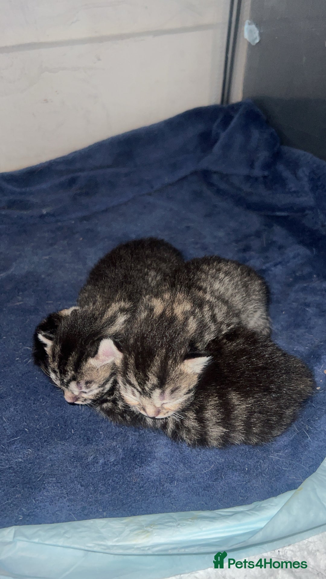 Bengal cats for sale: Bengal/Tabby - Image 3