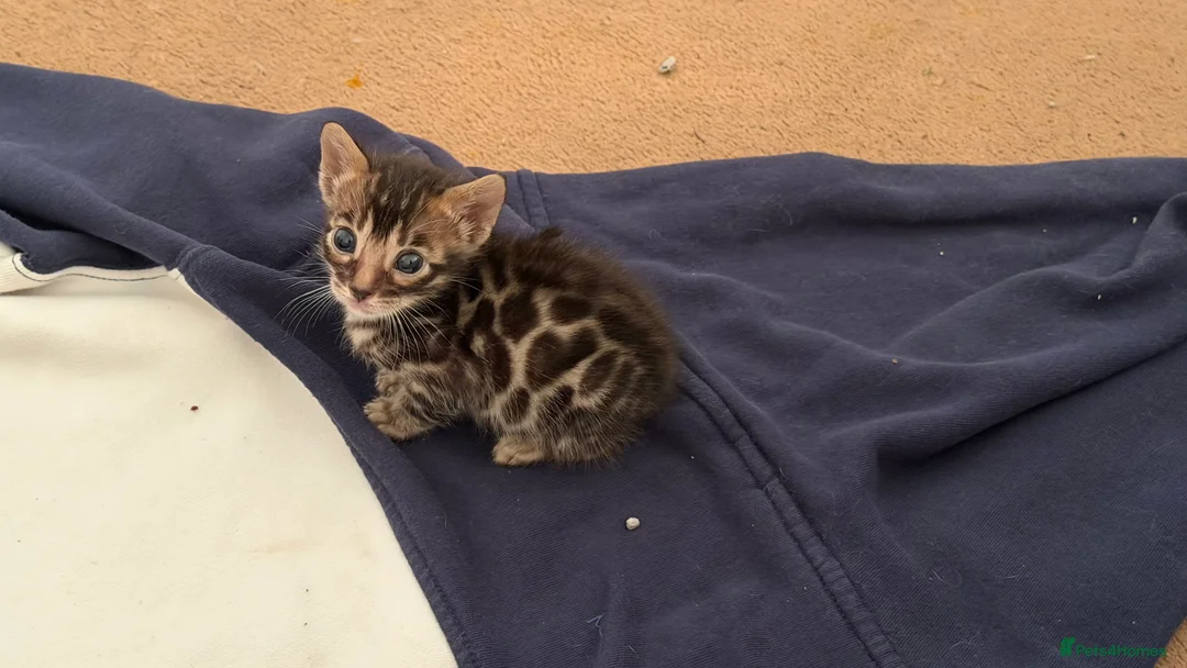 Bengal cats for sale: BENGAL 🔥 KITTENS TICA REGISTERED  - Advert 11