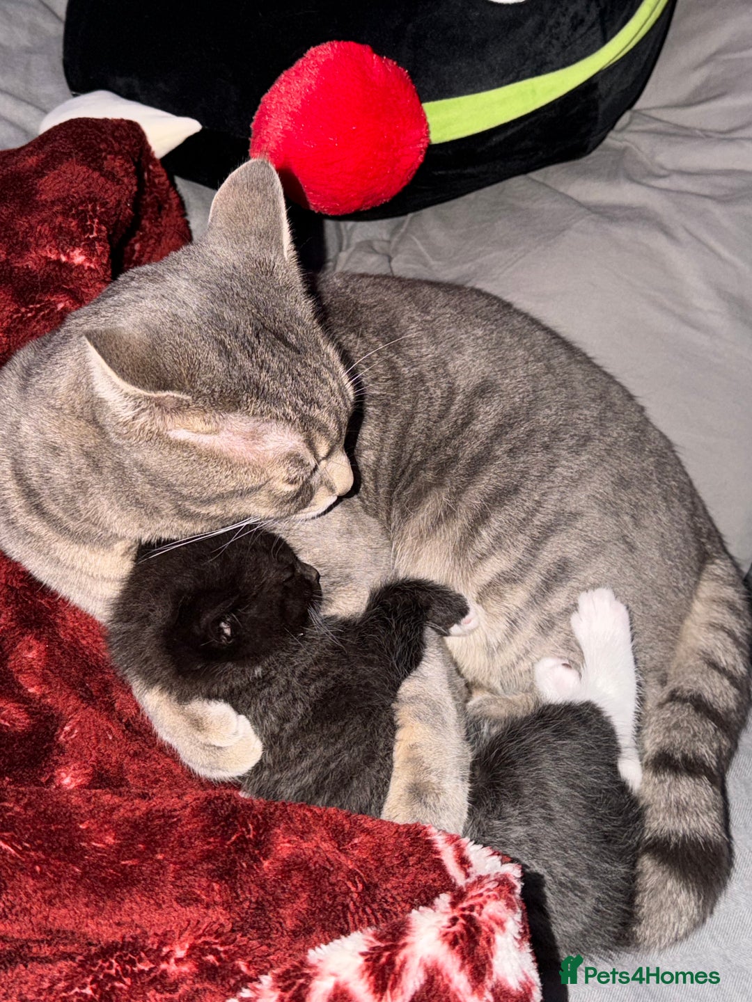 British Shorthair cats for sale: British short haired mix - Advert 3