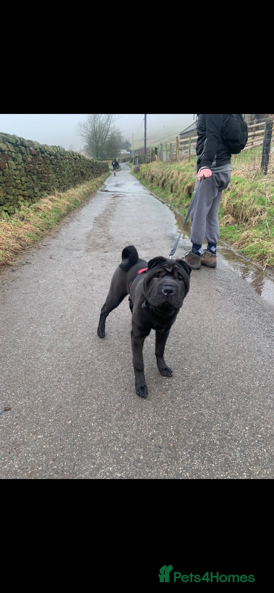 Shar Pei dogs 3 year old sharpei male for rehoming  - Advert 1