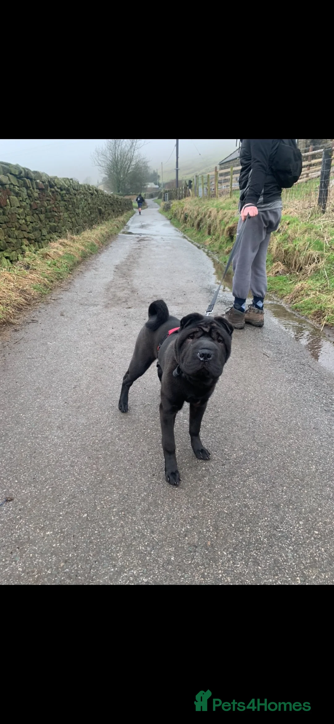 Shar Pei dogs for sale: 3 year old sharpei male for rehoming  in Leyland - Advert 1