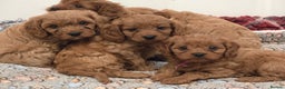 Cavapoo dogs for sale: Gorgeous Red Cavapoo Puppies - Advert 11