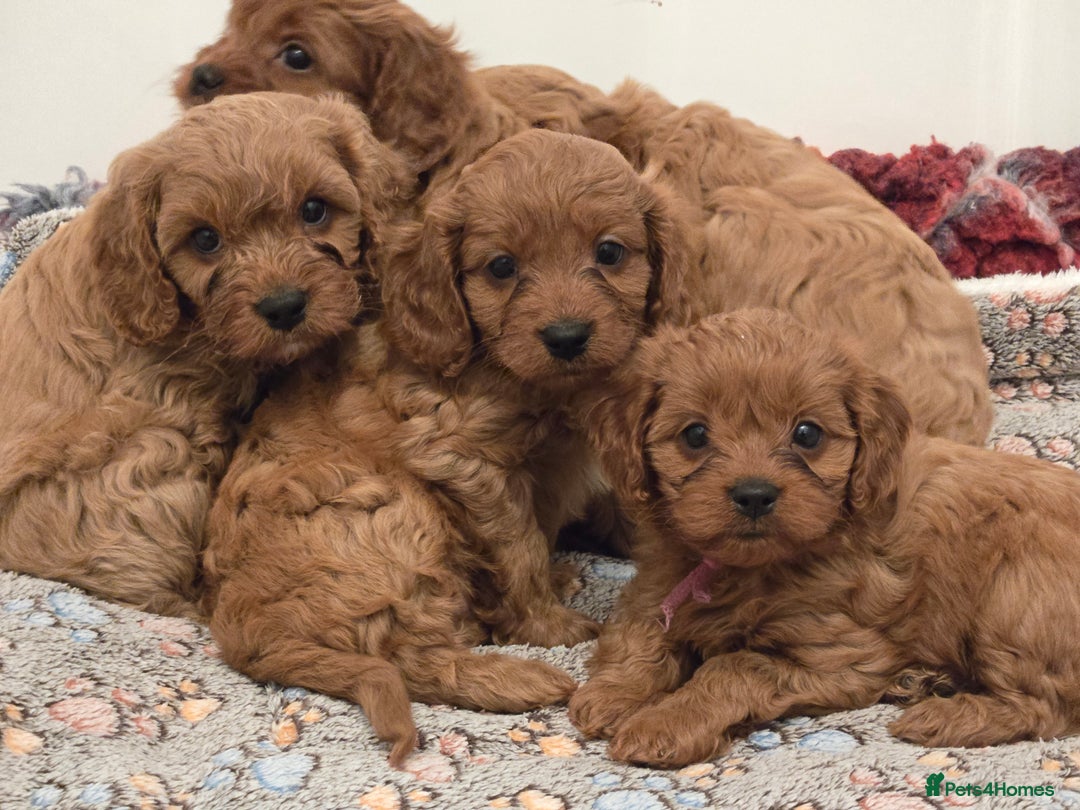 Cavapoo dogs for sale: Gorgeous Red Cavapoo Puppies - Advert 11