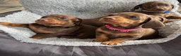Miniature Dachshund dogs for sale: Miniature dachshund puppies in Perth - Advert 6