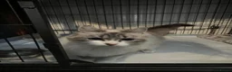 Ragdoll cats for sale: Ragdoll cross kittens in Andover - Advert 6