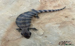 Skink reptiles for sale: Australian Eastern Blue Tongue Skink babies - Image 3