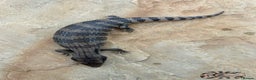 Skink reptiles for sale: Australian Eastern Blue Tongue Skink babies - Advert 3