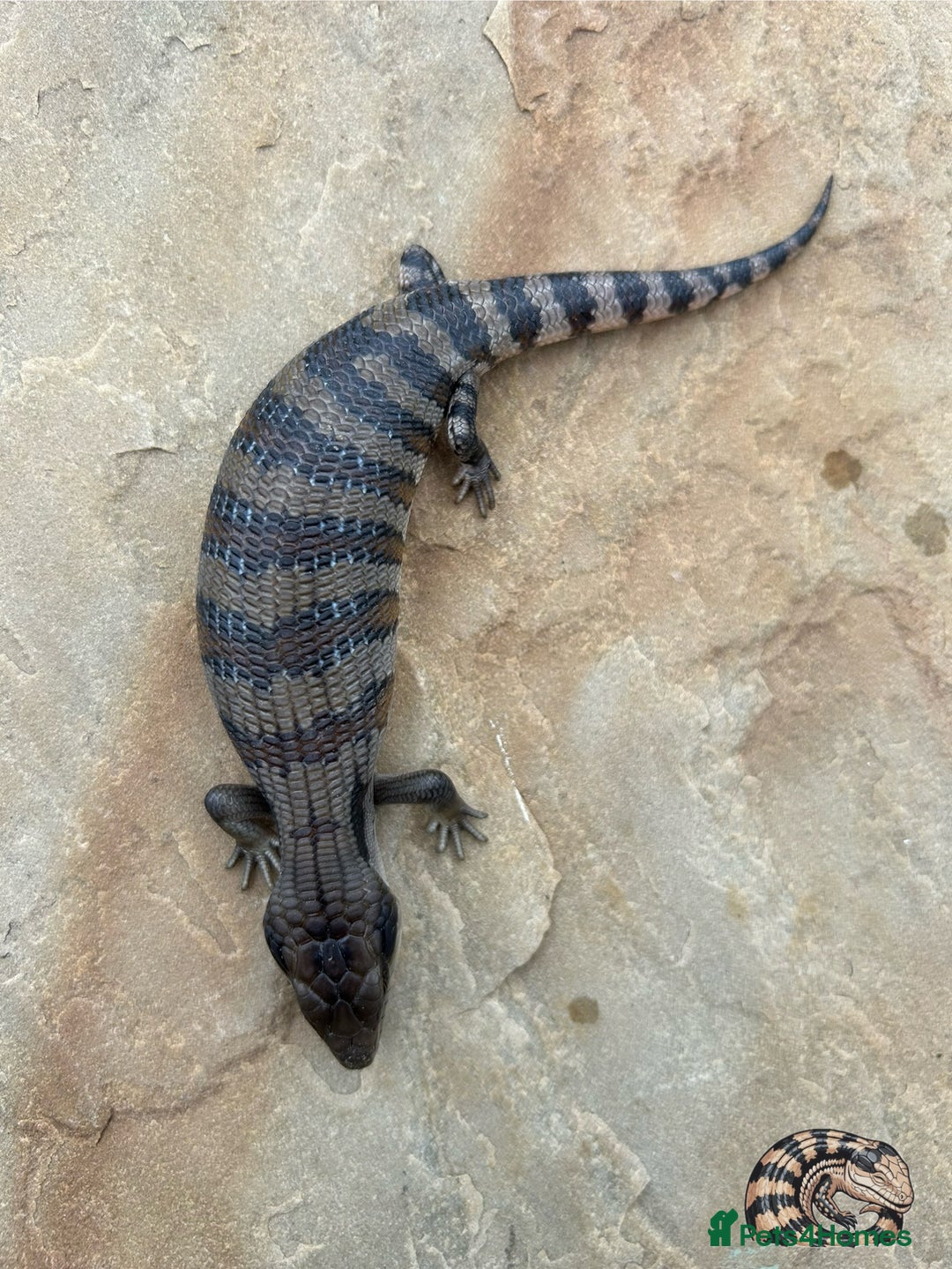 Skink reptiles for sale: Australian Eastern Blue Tongue Skink babies - Image 3