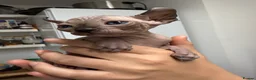 Sphynx cats for sale: Stunning sphinx kittens ready now - Advert 21