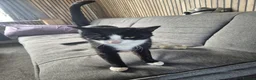 Mixed Breed cats for adoption: ***BLUE***SUTTY*** - Advert 9