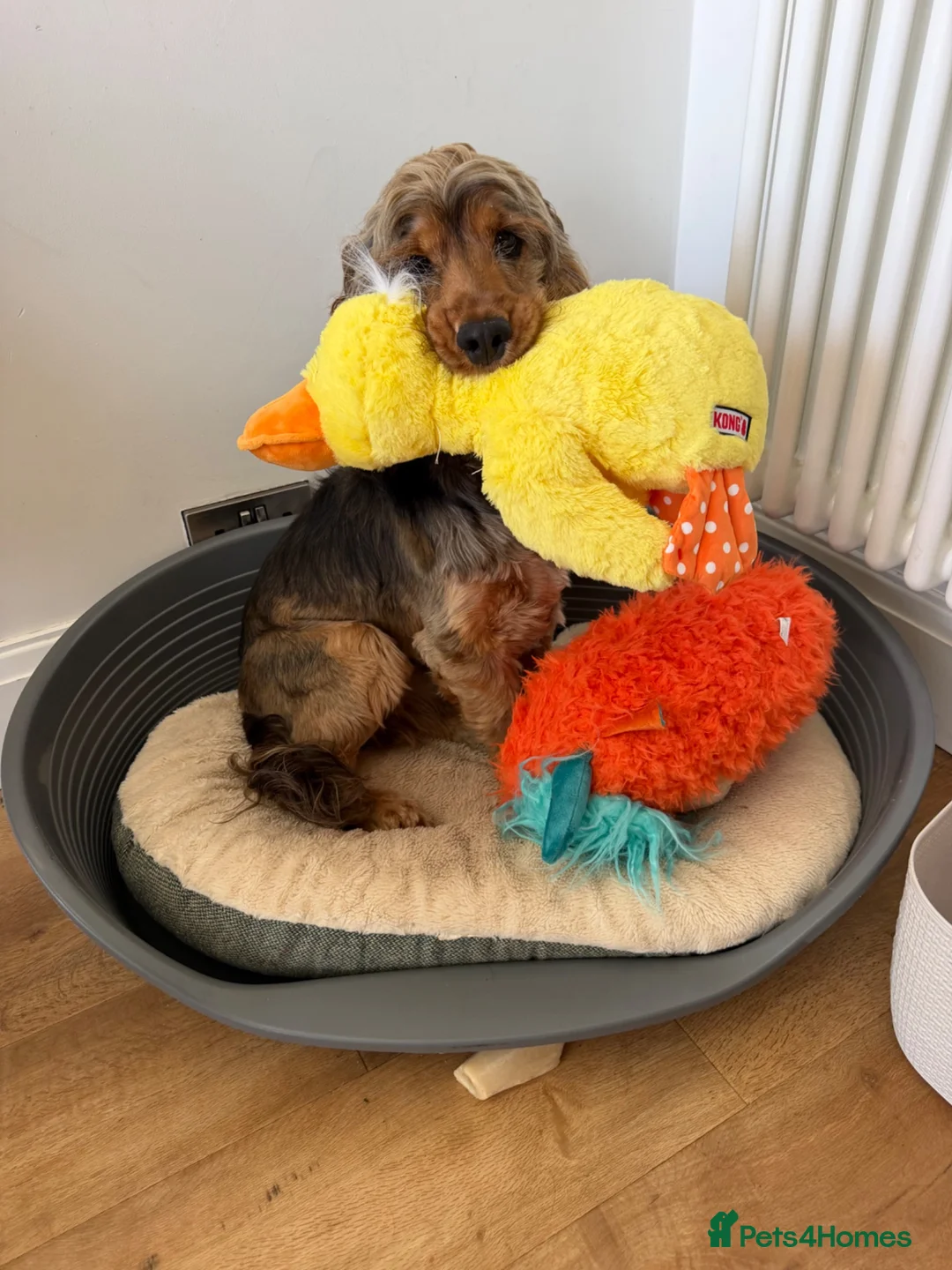Cocker Spaniel dogs for sale: 13months old cocker spaniel male  in Stoke-on-Trent - Advert 1