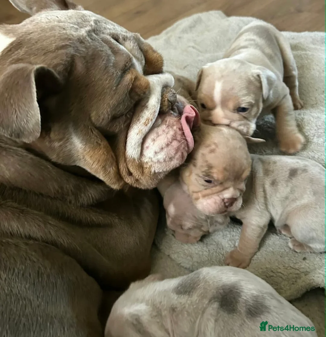 English Bulldog dogs for sale: puppies for sale last 2 girls on near offer  - Advert 17
