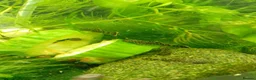 Plecos fish for sale: Bristelnose plecos - Advert 4