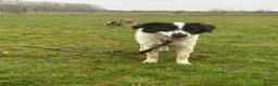 Mixed Breed dogs for adoption: Magpie - Norwich Norfolk  in Norwich - Advert 9