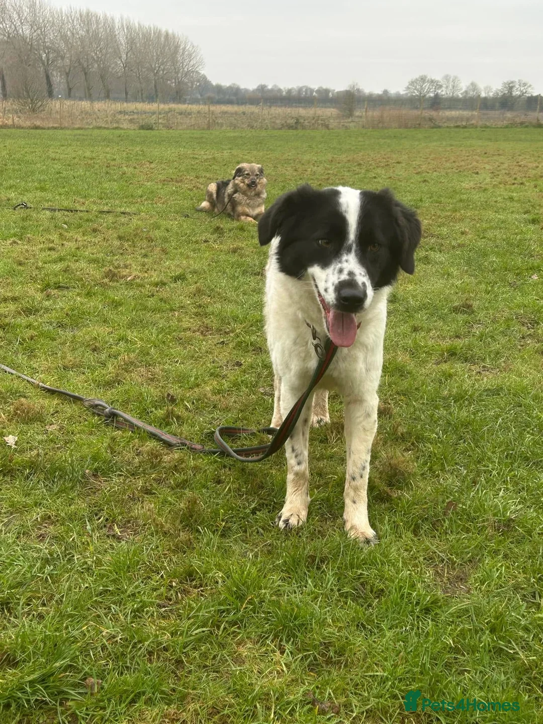 Mixed Breed dogs for adoption: Magpie - Norwich Norfolk  in Norwich - Advert 9