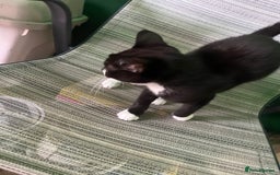 Mixed Breed cats for sale: Pistachio  - Image 3