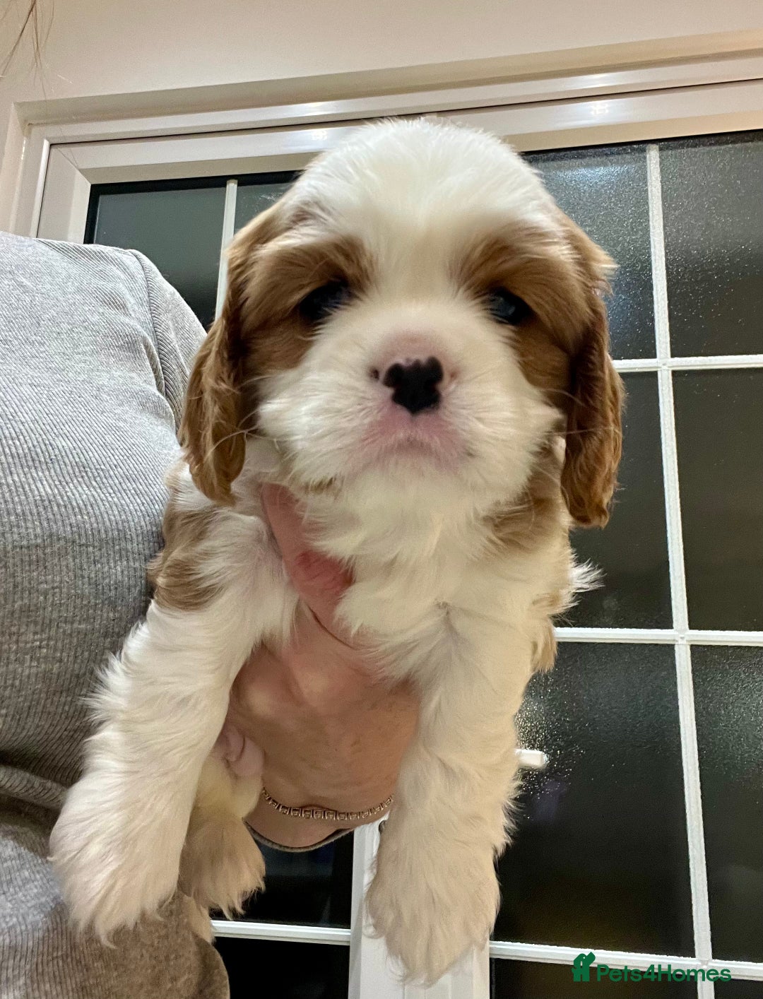Cavalier King Charles Spaniel dogs for sale: Champion Sired KC Reg Cavalier King Charles  - Image 10