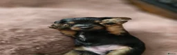 Yorkshire Terrier dogs for sale: Yorkshire Terrier pups ready 24th June  - Advert 26