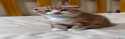 Scottish Fold cats for sale: Scottish Fold & Straight Kittens 🐾 - Advert 12