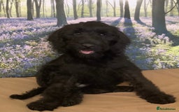 Mixed Breed dogs for sale: Ready now for their 5* homes - Image 6