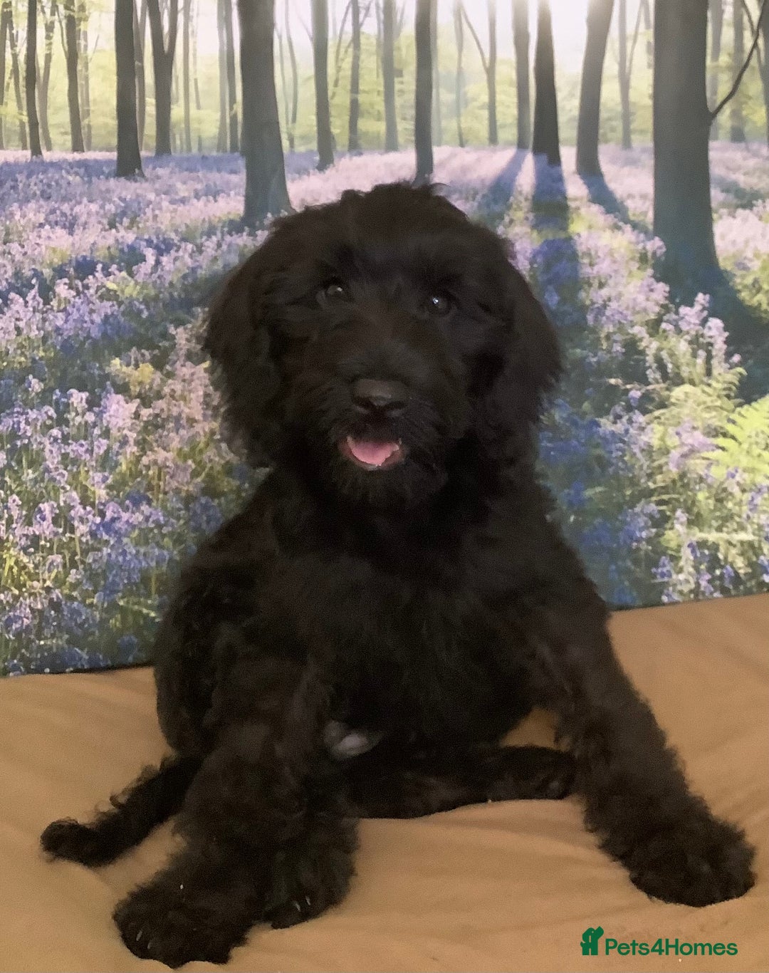 Mixed Breed dogs for sale: Ready now for their 5* homes - Image 6
