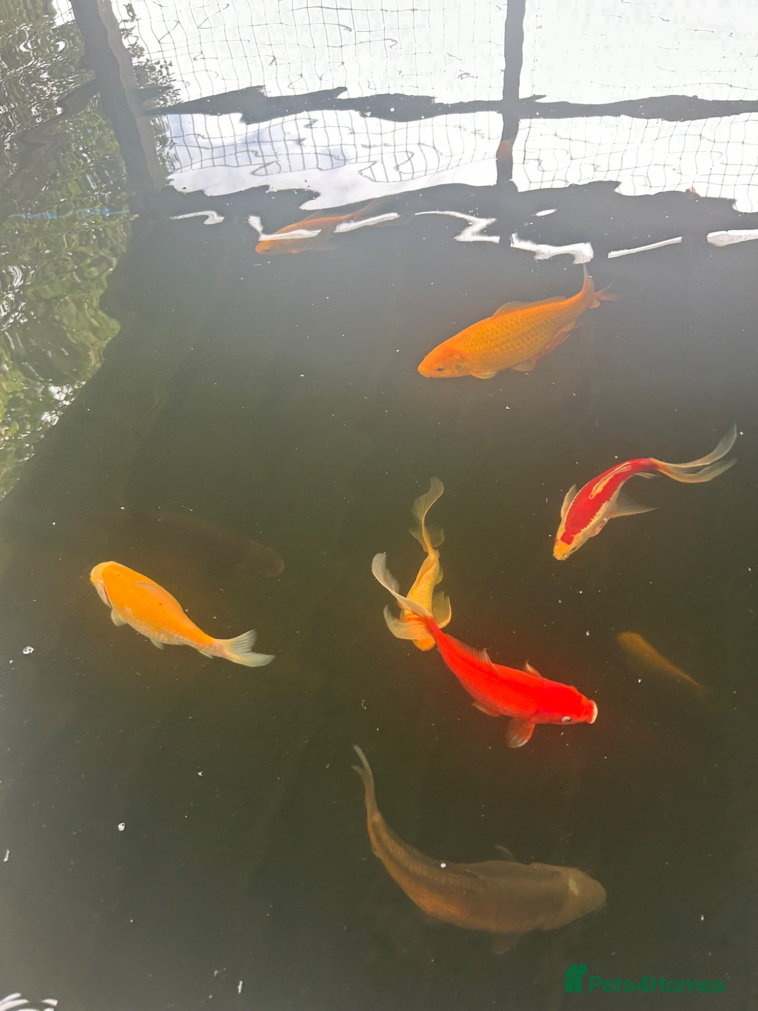 Goldfish fish Selection of Large Pond Gold Fish - Advert 6