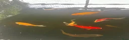Goldfish fish for sale: Selection of Large Pond Gold Fish in Bicester - Advert 1