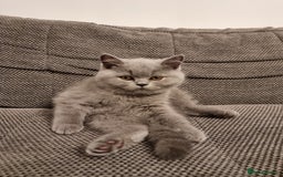 British Shorthair cats for sale: TOP💗 Quality British Shorthair 😻Kittens💋 - Image 13