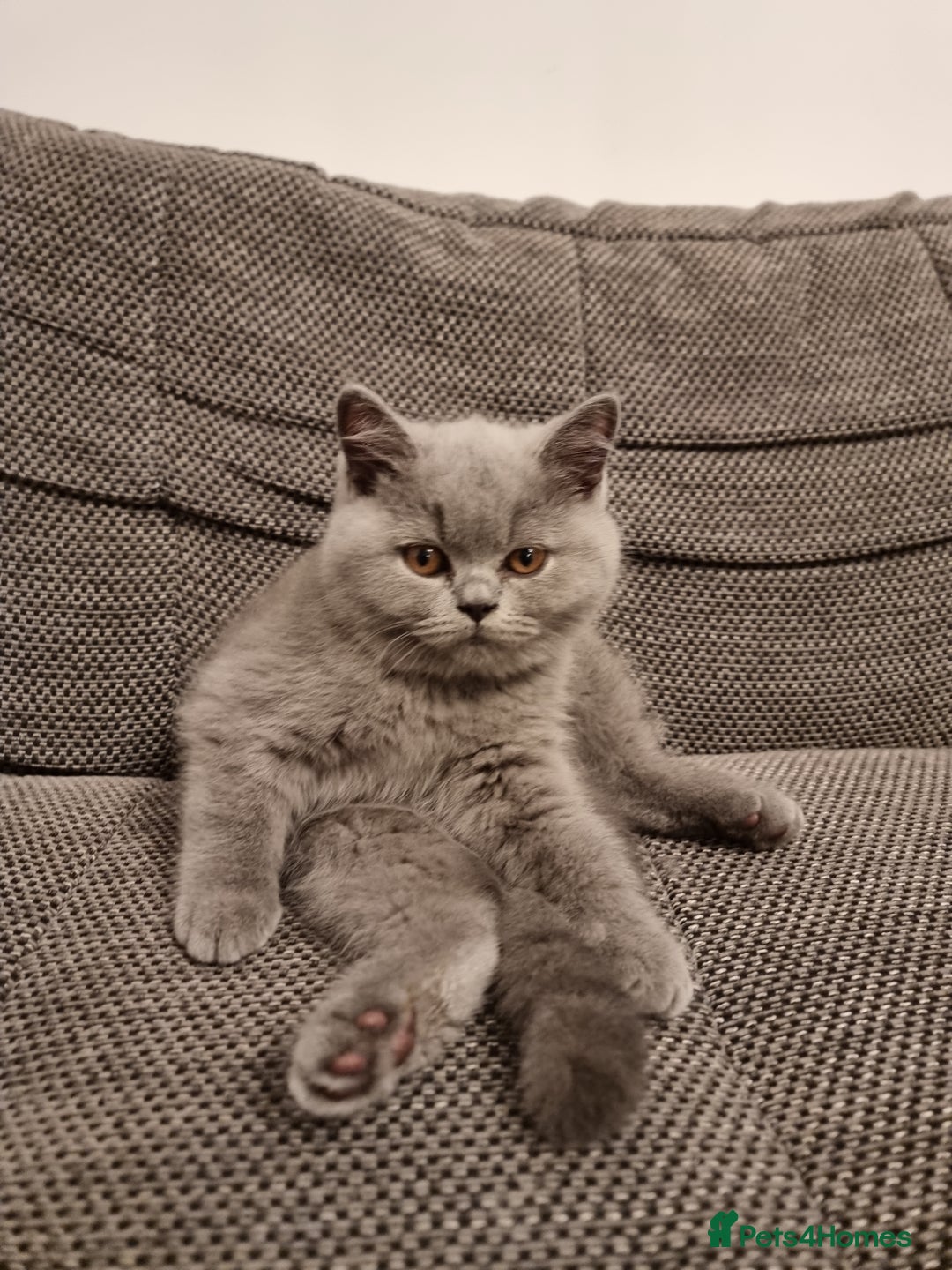 British Shorthair cats for sale: TOP💗 Quality British Shorthair 😻Kittens💋 - Image 13