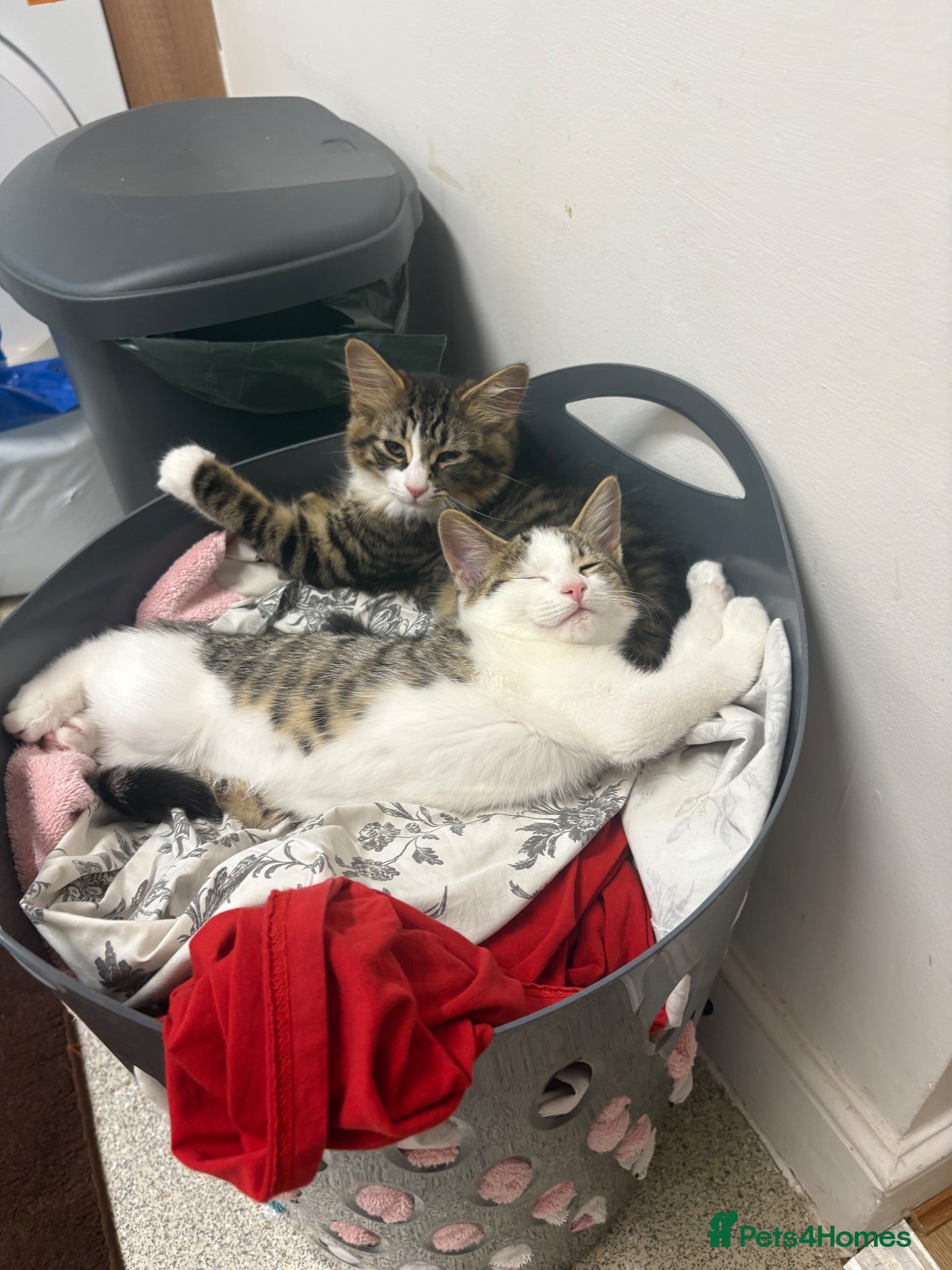 Mixed Breed cats URGENT HOME FOR MOUDI AND FLUFFY  - Advert 1