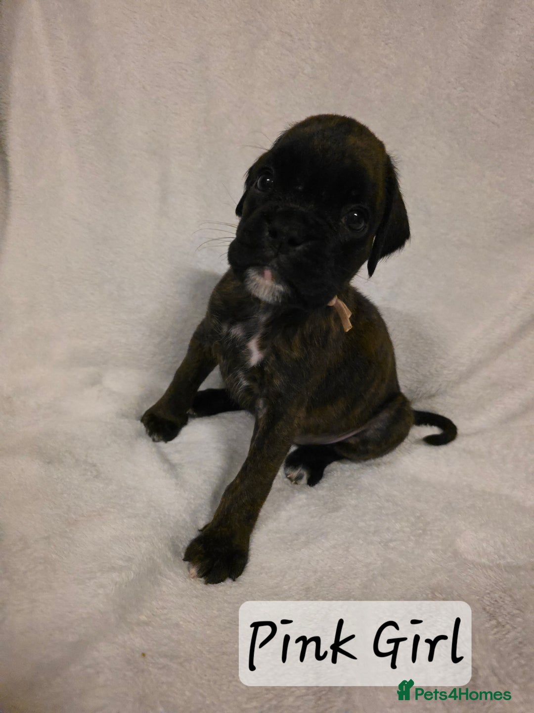 Boxer dogs for sale: Part European quality KC Reg Boxers - Advert 14